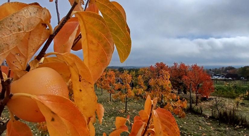 Szedd magad: kiderült, miért imádja mindenki ezt az értékesítési formát