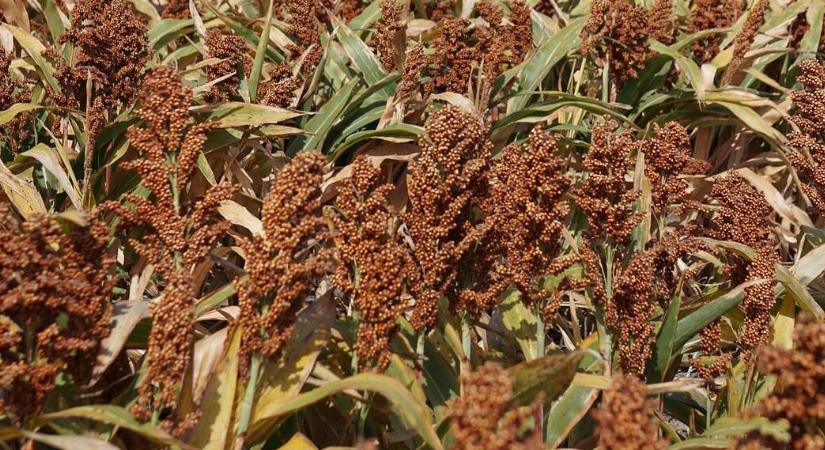 Alapművelési eljárások hatása a talaj agronómiai szerkezetére másodvetésű szemes cirok termesztése során