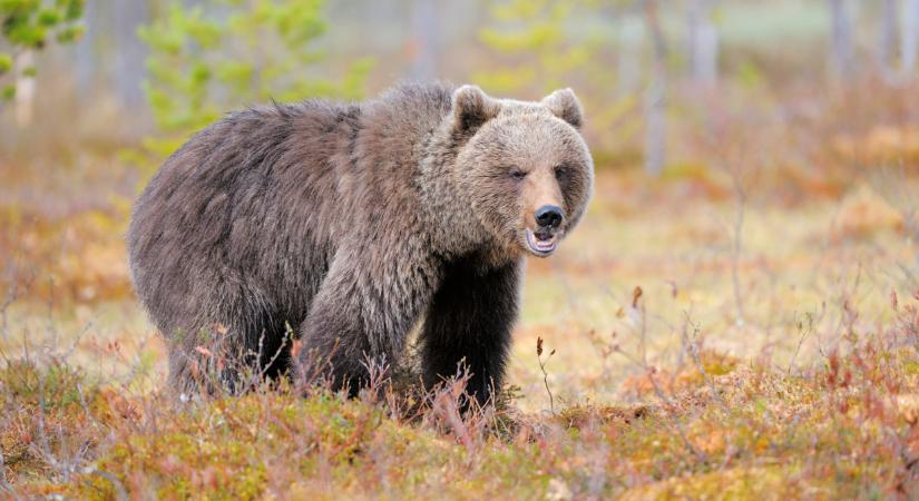 Súlyos a medvehelyzet ebben a térségben: már a hadsereg segítségét kérik