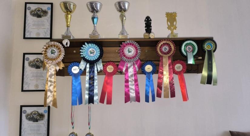 Hatalmas kiütéssel győzött a szekszárdi Tyson – Mutatjuk, mit vitt véghez!