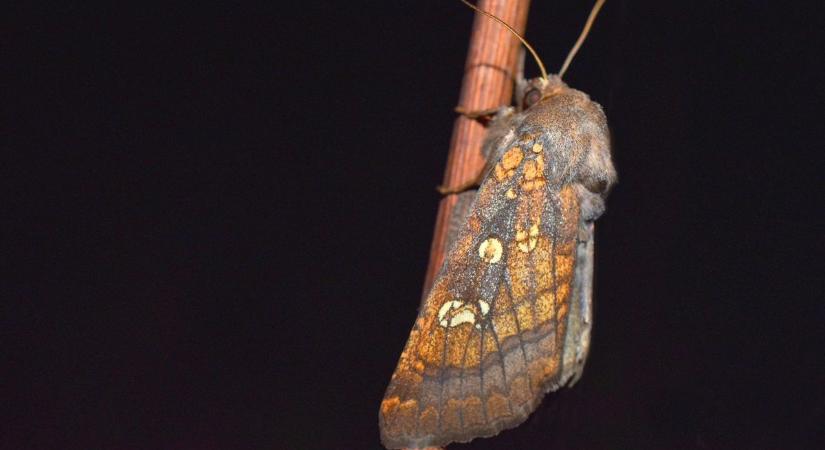 Rejtélyes lepkekutatás az őszi éjszakában Hortobágyon