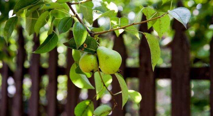 Így lesz a te fád termése hirtelen köztulajdon – döbbenetes szabály a gyümölcsökről