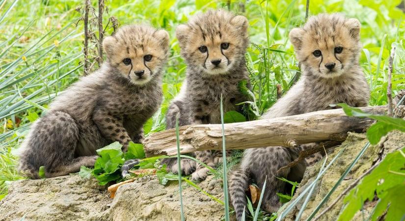 Három kis gepárd született a bécsi állatkertben - fotó a cukiságokról