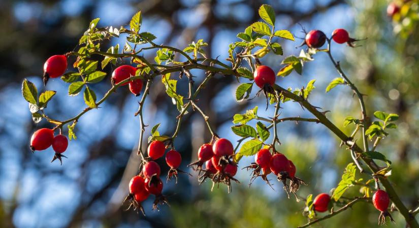 Hirtelen lehűlés vagy napsütés? Ez vár ránk holnap