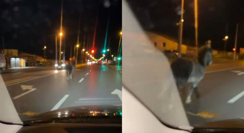 A gazdája sem érti, hogy került a póni a nyíregyházi főútra
