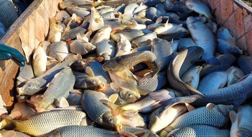 Irgalmatlan mennyiségű hal a horgászoknak - döntés született a fogási tilalomról