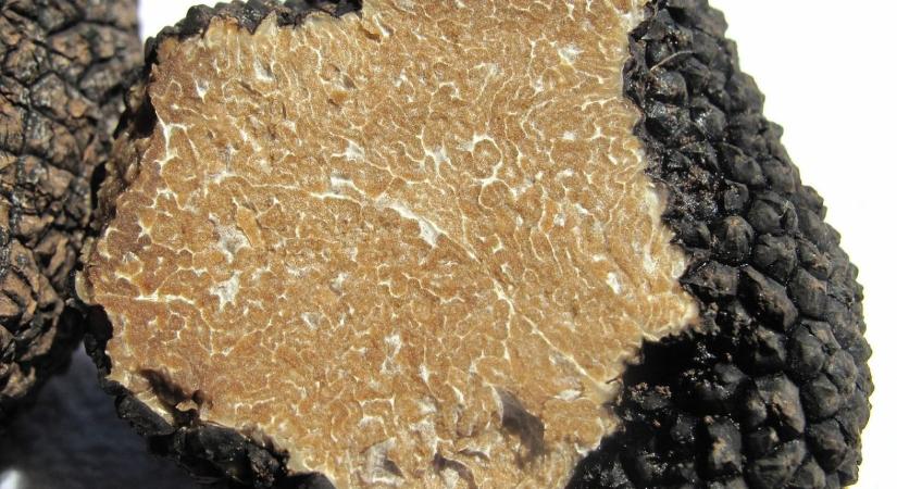 Botrány: Több tízezer kiló szarvasgombát termeltek ki illegálisan Romániában