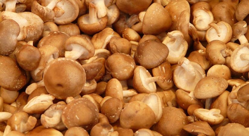 Gombából csináltak működő PC-memóriát