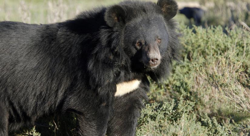 Japánban a hadsereg bevetését kérik a medvék ellen