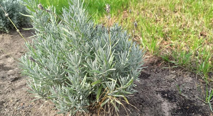 Most ásd fel a levendulát a kertedben és nem bánod meg