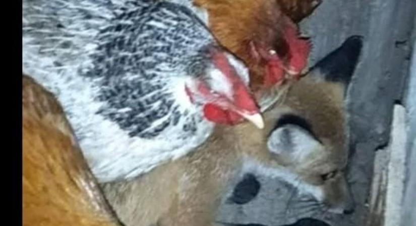 Sok tyúk kölyökrókát győzött - ezt a videót látnod kell!