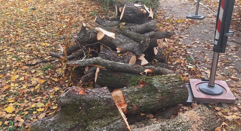 Kidőlt fa zuhant játszótérre a győri Erzsébet ligetben - fotó