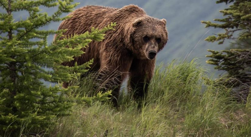 Példátlan medvetámadás-hullám: a hatóságok a hadsereghez fordultak