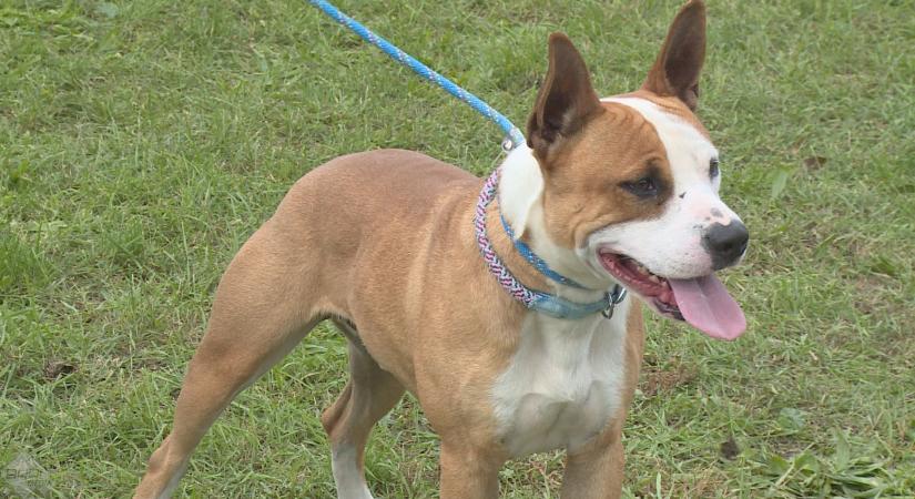 Győrben is egyre több a felelős állattartó