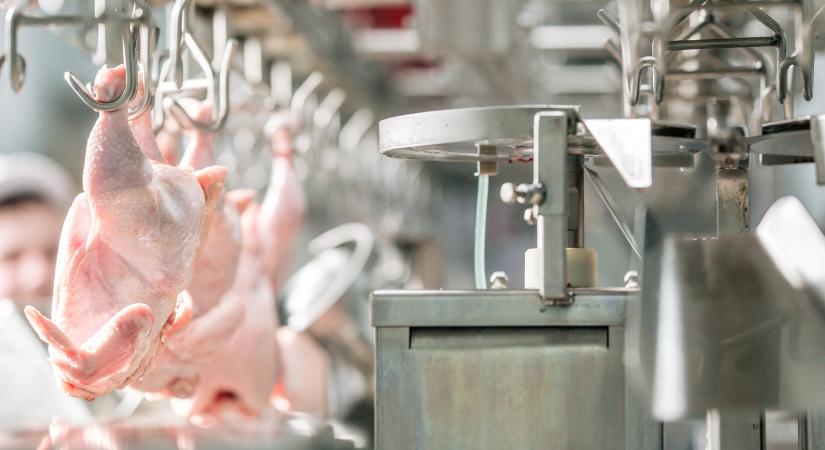 Rá se merünk nézni az árcédulára, úgy megugrottak a baromfi- és tojásárak