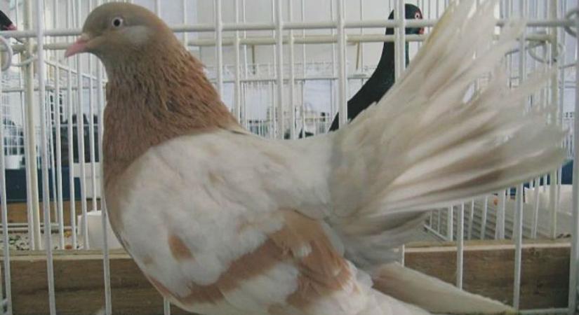 Családi program Kisújszálláson: madarak, amikre a tenyésztők büszkébbek, mint az autójukra