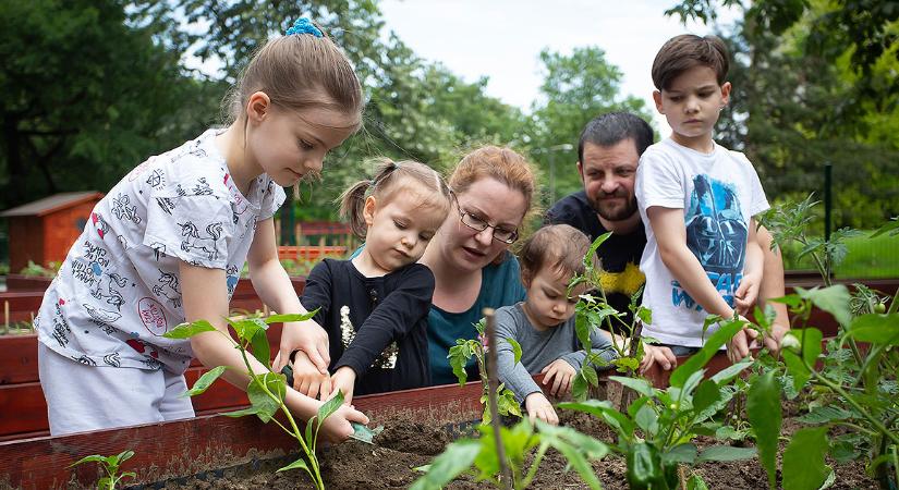 Újra a Vénkerti Közösségi Kert lett Magyarország legszebb konyhakertje – fotókkal, videóval