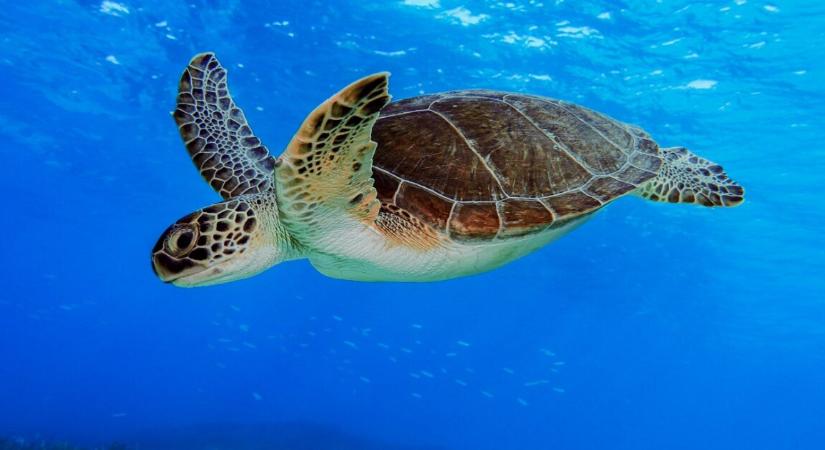 Igazi természeti csoda, több évtizedbe került, de sikerült