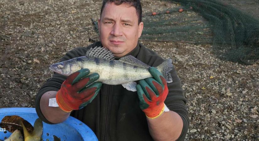 Leengedték a Macsi Balcsit, ilyen szép halakat költöztettek át belőle