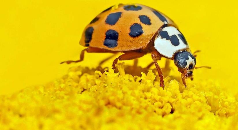 Hasznos vagy káros a harlekinkatica?