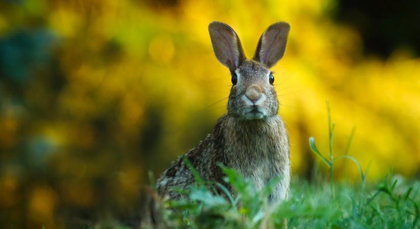Nyúl Terméktanács: sikerrel zárult az első Európai Nyúlhús Napok rendezvénysorozata
