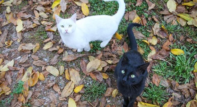 Ezért tilos fekete és fehér macskákat örökbefogadni a legtöbb menhelyen ebben az időszakban