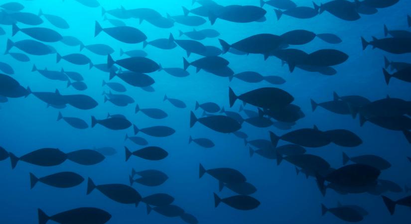 Brutális méretű szörnyet fogtak ki Magyarországon, mikor előbukkant meghűlt a vér a horgász ereiben