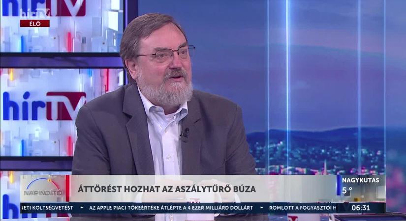 Nem kell félteni a kenyerünket! Áttörés az aszálytűrő búza nemesítésében  videó