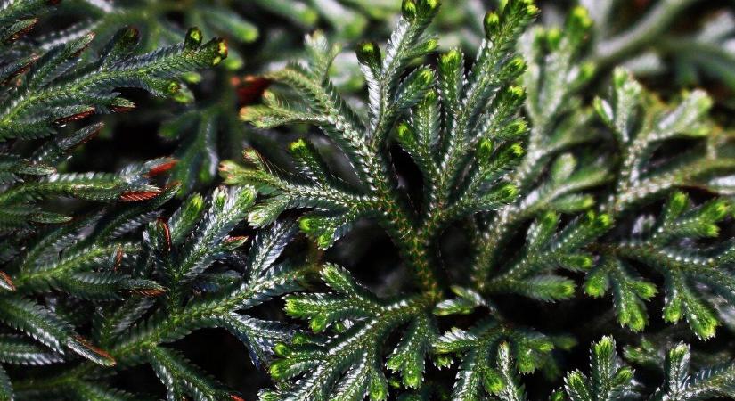 A Föld 4 legellenállóbb növénye: a túlélés mesterei