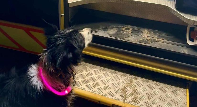 Megható bakonyi történet – Bajba keverte kis gazdiját a kutyus, aztán aggódott érte