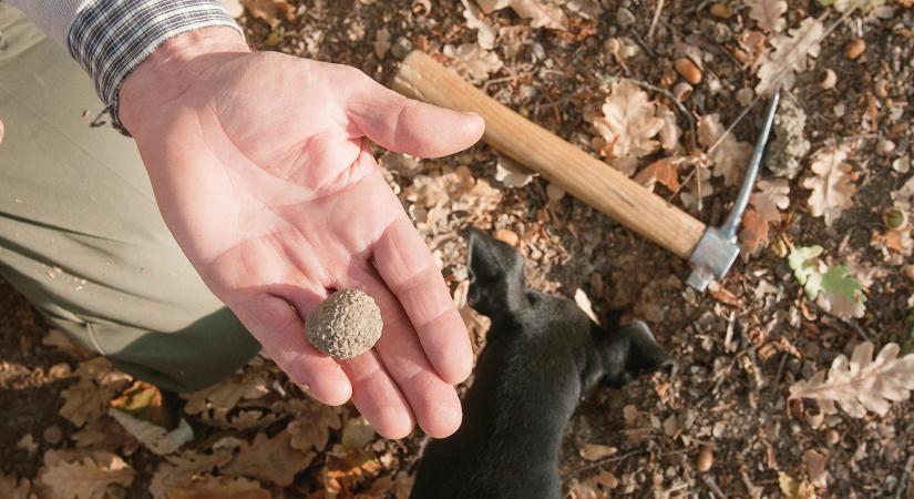 Romániában annyi szarvasgombát ásnak ki illegálisan, hogy az már veszélyezteti a fennmaradását