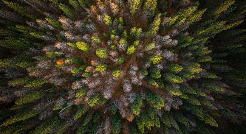 Soha jobbkor: kiderült, hogy arany található a karácsonyfának is használt lucfenyőkben