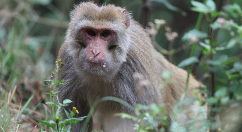 Felborult egy veszélyes és agresszív majmokkal teli teherautó, mind a 21 kiszökött