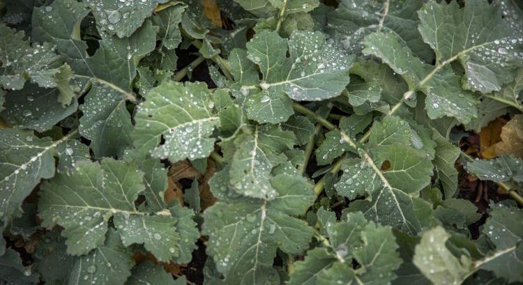 Kevésnek bizonyult a beharangozott eső