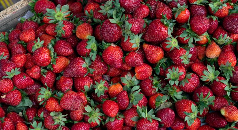 Baj van a szamócapalántákkal: sok helyen újra kell telepíteni az állományt