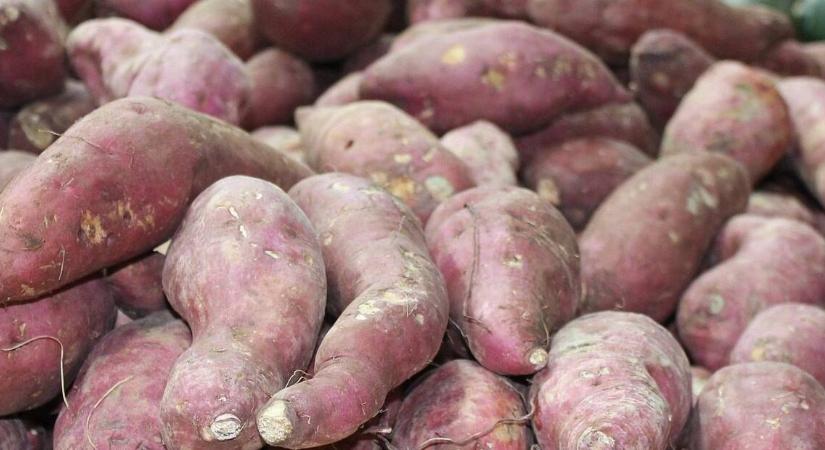 Tartható-e az édesburgonya tél végéig? Igen!