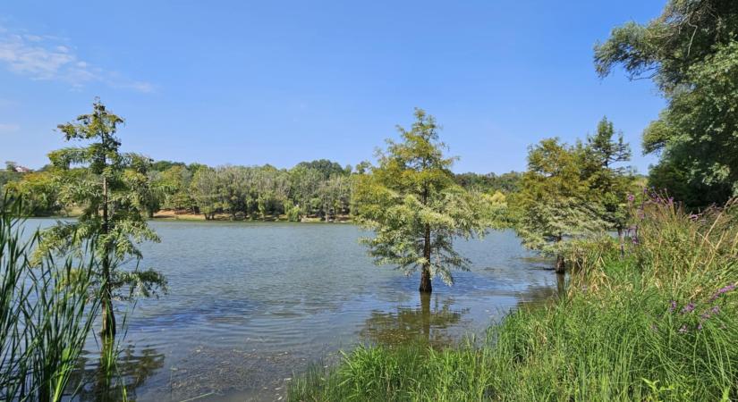 "Dunaújváros fái négy évszakban" fotópályázat nyári ciklusa