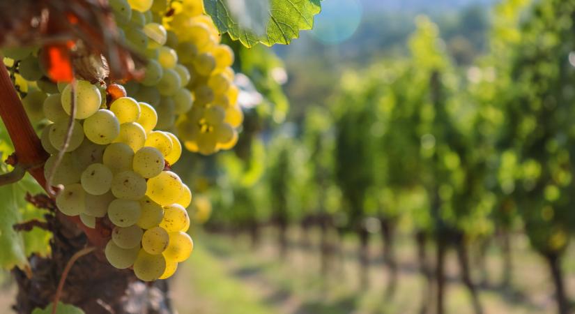 Több ezer hektárt kellett lepermetezni Magyarországon: mutatjuk, miért