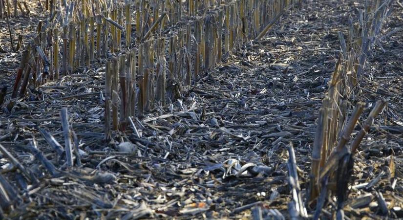 Szép a forgatás nélküli művelés, de van egy nagy problémája, amire most megoldást találtak