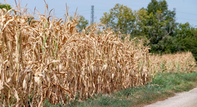 Felperzselt milliárdok – Drámai összegű kárral sújtja Magyarországot idén az aszály