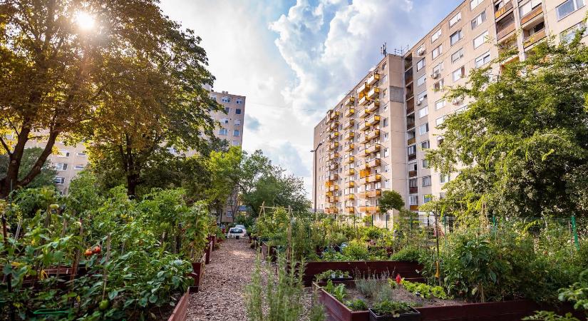 Ismét a Vénkerti Közösségi Kert lett Magyarország Legszebb Konyhakertje