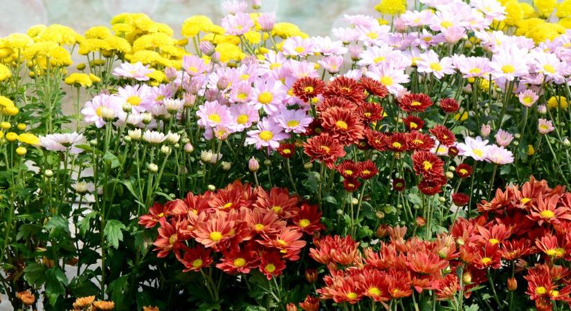 Krizantém mindenszentekre: így marad sokáig szép – szakértői tippek a kertművésztől