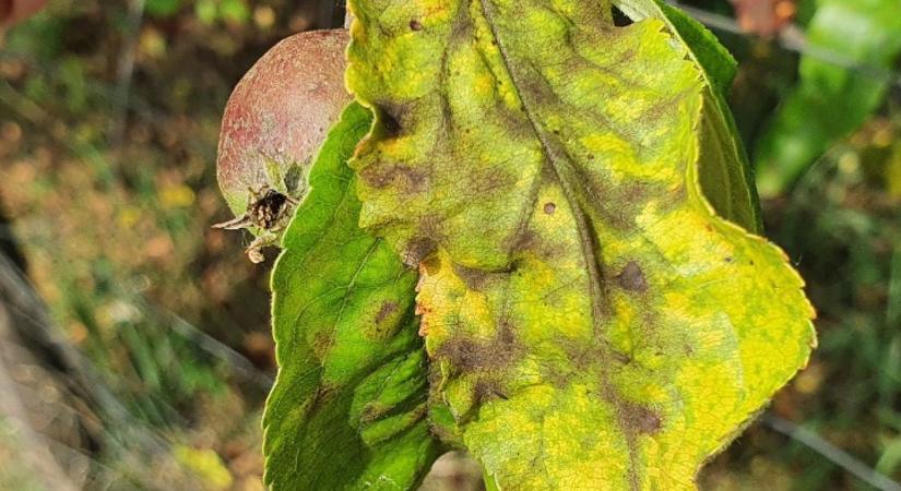 Itt az ideje az őszi lemosó permetezésnek – ne hagyjuk ki az utolsó nagy beavatkozást!