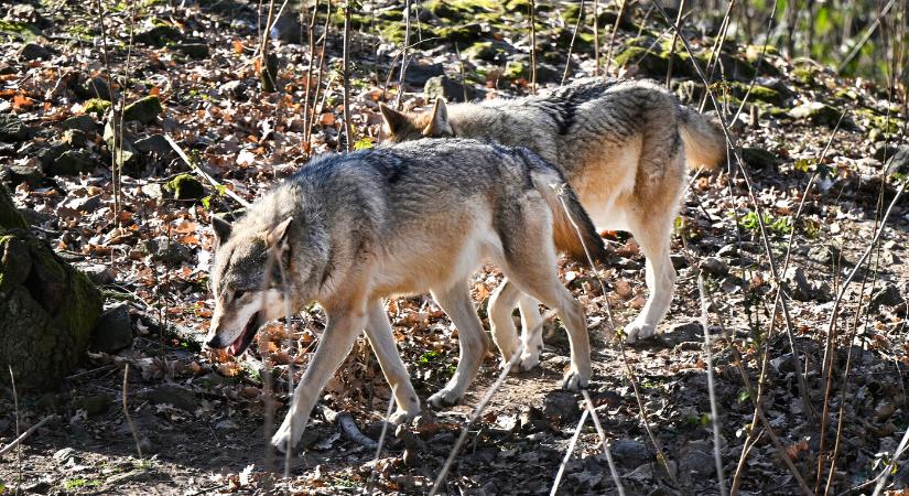 A vadászok a saját szabályaikat is megszegik a farkasok kilövésekor – figyelmeztetnek a természetvédők
