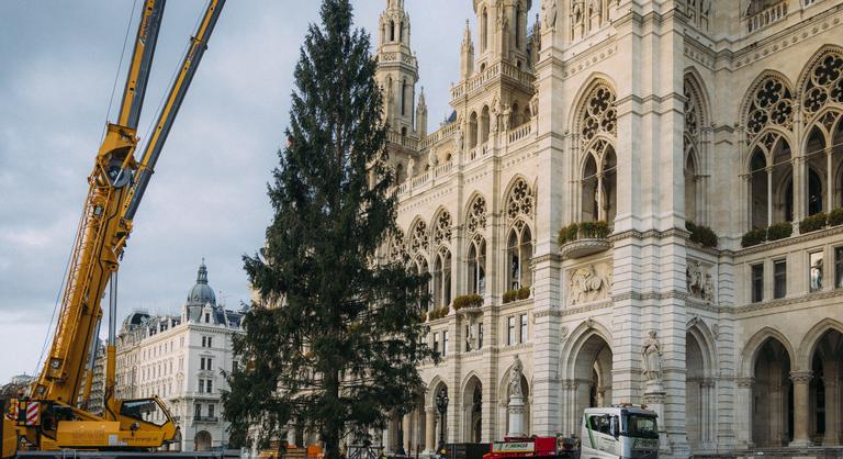 Bécsben nem viccelnek, már októberben felállították a város karácsonyfáját