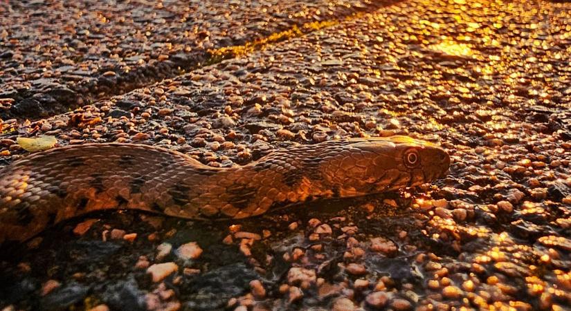 Egy igazi anakonda: félelmetes kígyót fotóztak Mohácson