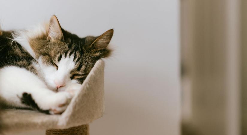 Ajándék a cicádnak: játszó- és alvóparadicsom a Lidlben