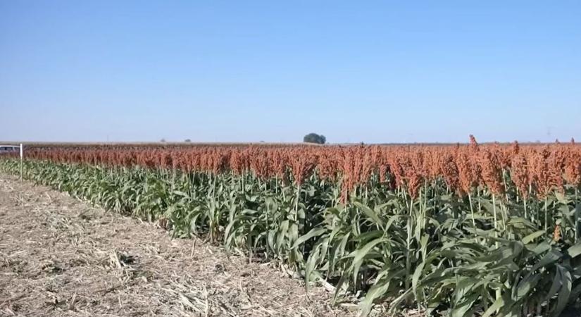 Több termés, nagyobb biztonság, jobb talajszerkezet - Irányt mutat a KITE Zrt.!
