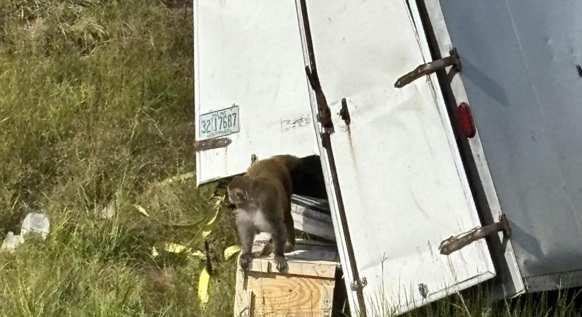 Fertőzött laboratóriumi majmok szöktek meg egy autóbaleset után Mississippiben