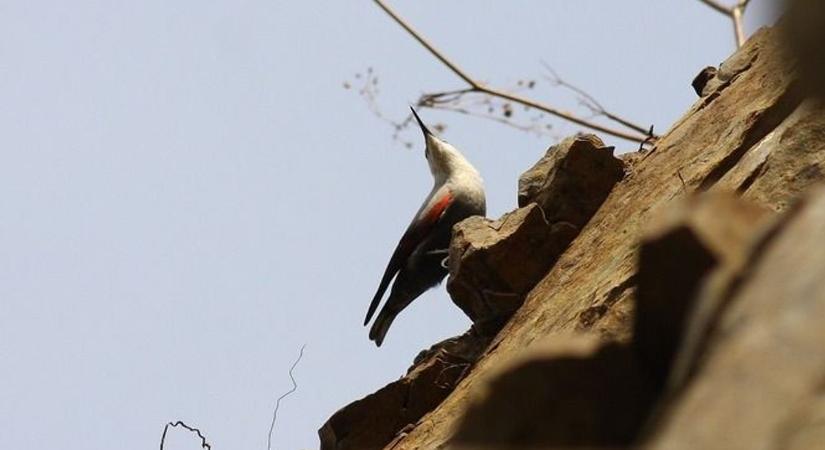 Megérkezett a ritka vendégnek számító madár